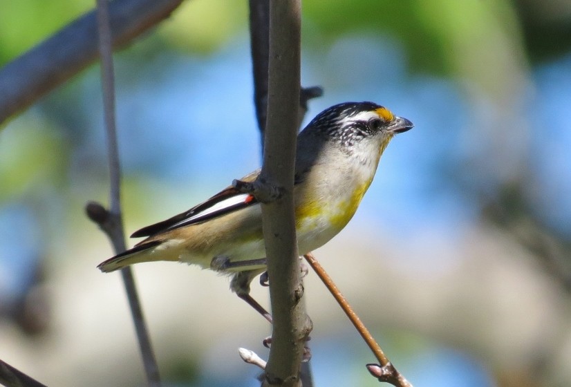 striated pardalote