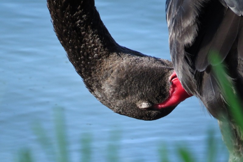 Cygnus atratus 2 (800x533)