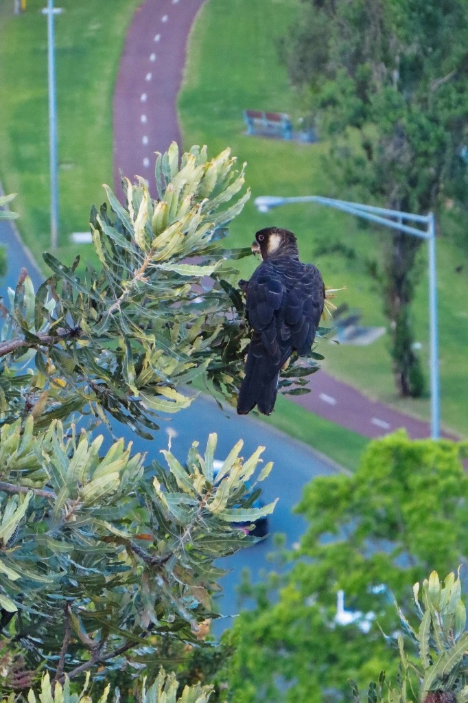 black cockatoo 7
