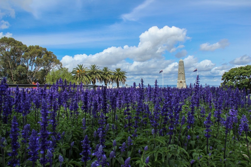 kings park perth 4 (1024x683)