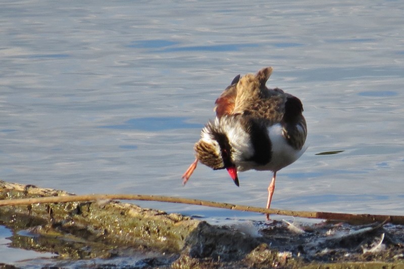black-fronted dotterel 7 (800x533)