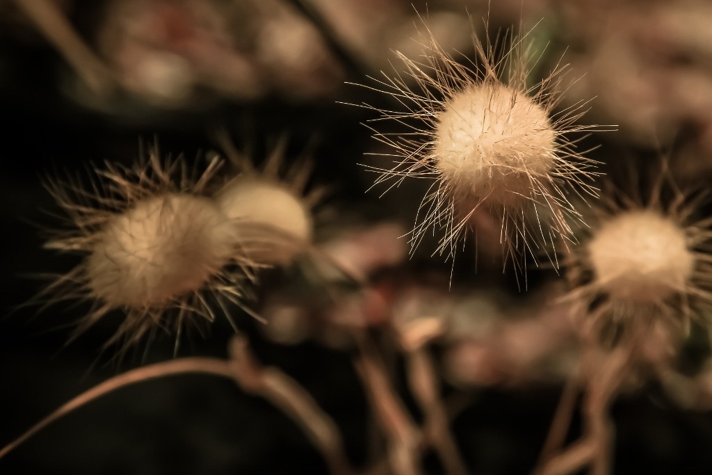 espigas-1 (1024x683)