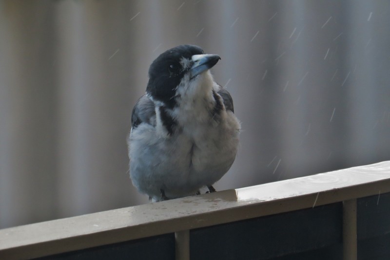 Cracticus torquatus 3