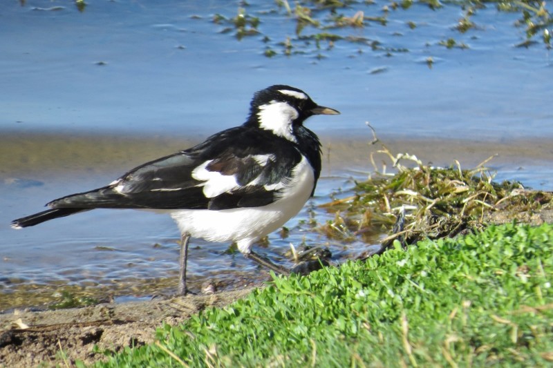 magpielark 2 (800x533)