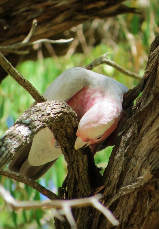 galah 5 (557x800)