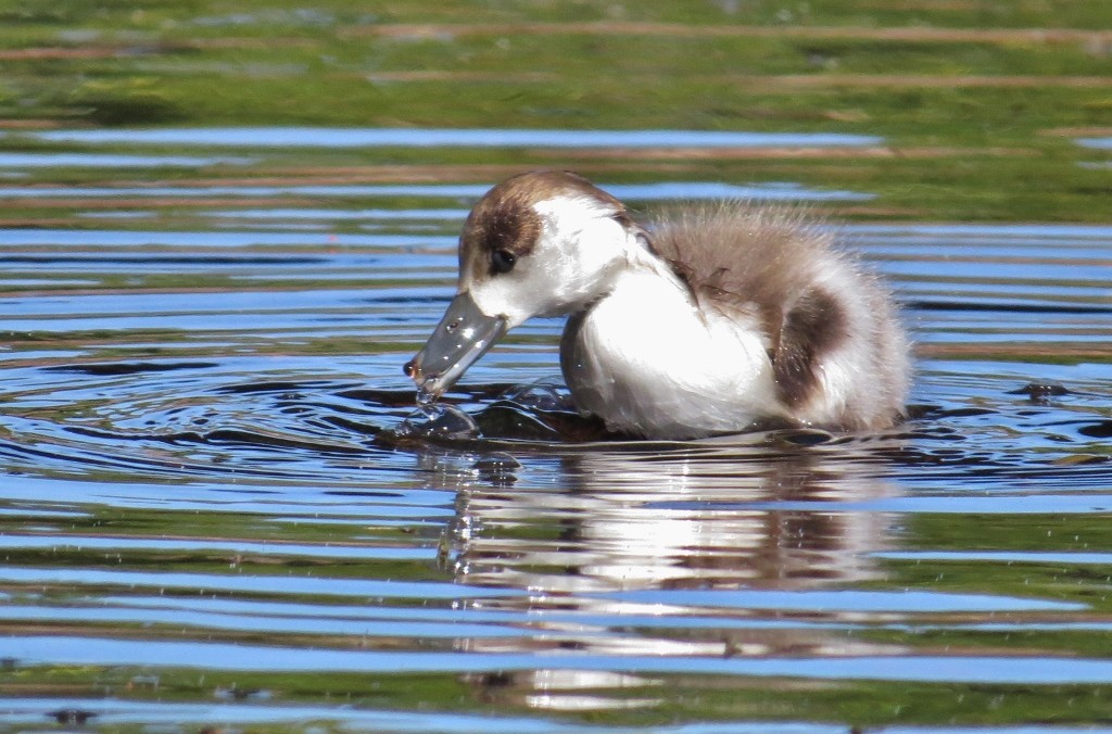 shelduck 5