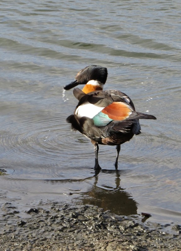 shelduck 12 (576x800) (2)