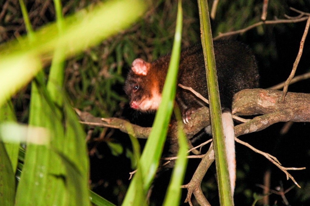 western ringtail possum 6
