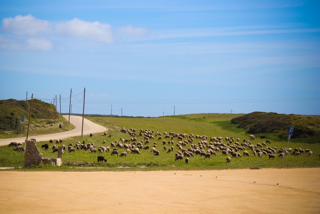 rebanho_cabo_espichel 7