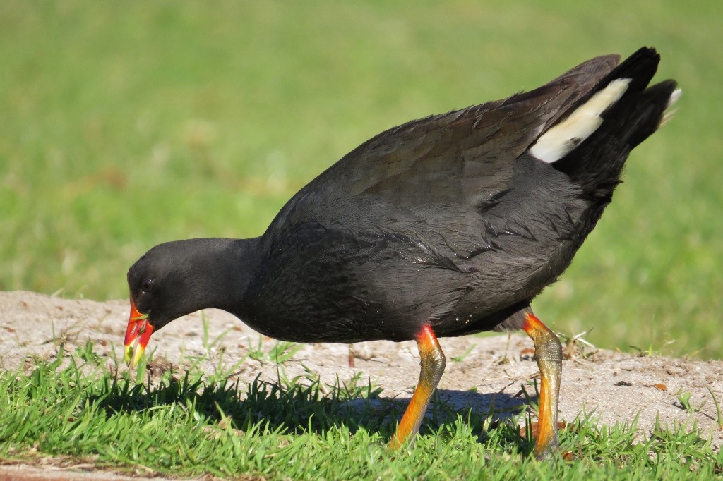 dusky moorhen 2