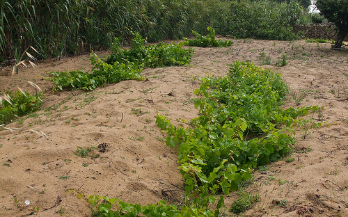 vinhas de areia de Colares