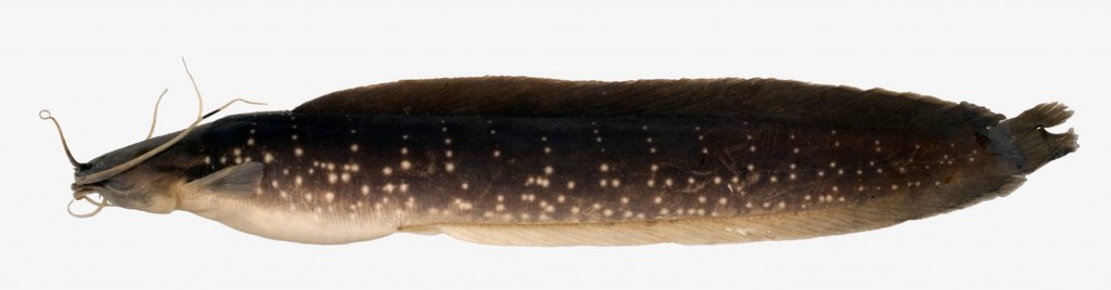 Clarias_gracilentus_(Vietnam)_© Ng Heok Hee