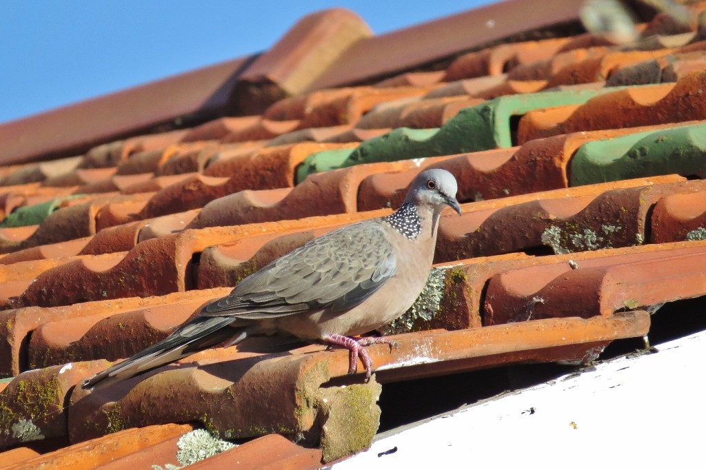 spotted dove 2