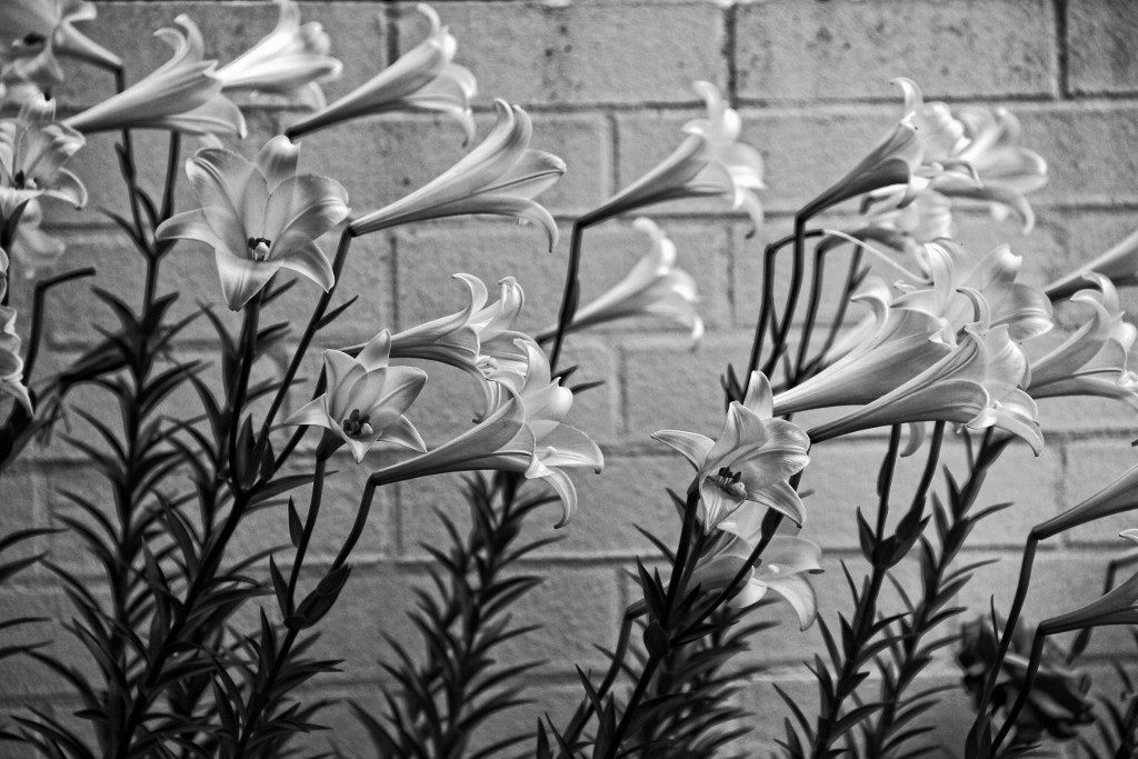 flor branca-6 (1024x683)