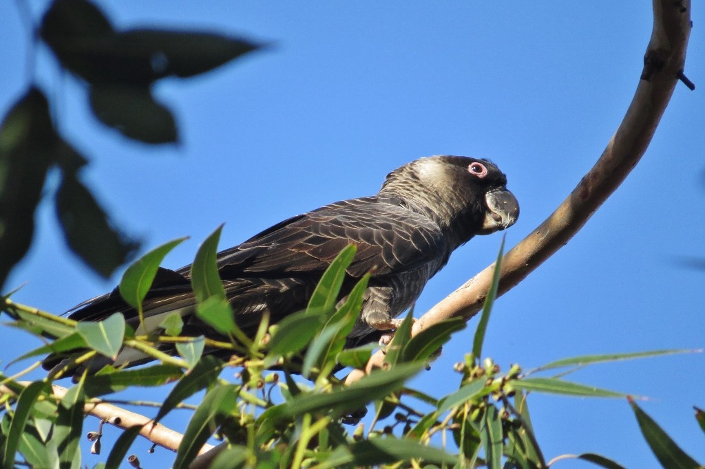 carnabys black-cockatoo 2