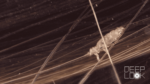 giphy-2.gif