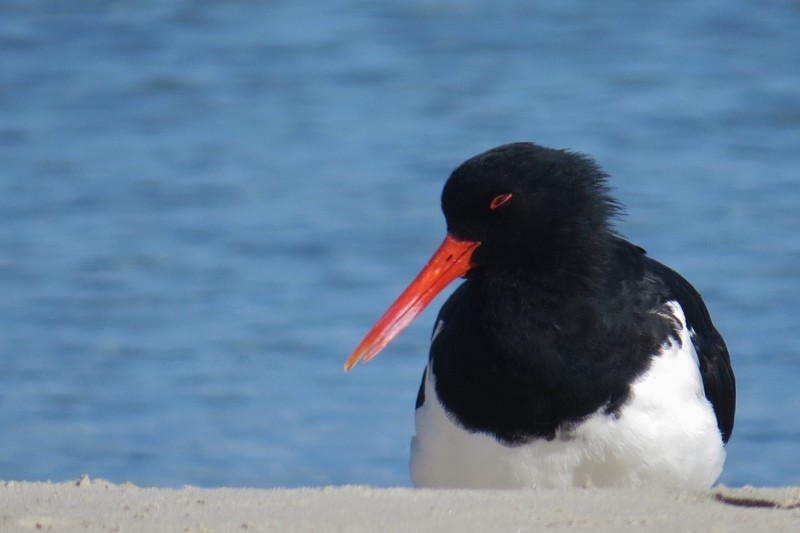 haematopus longirostris 4 (800x533)