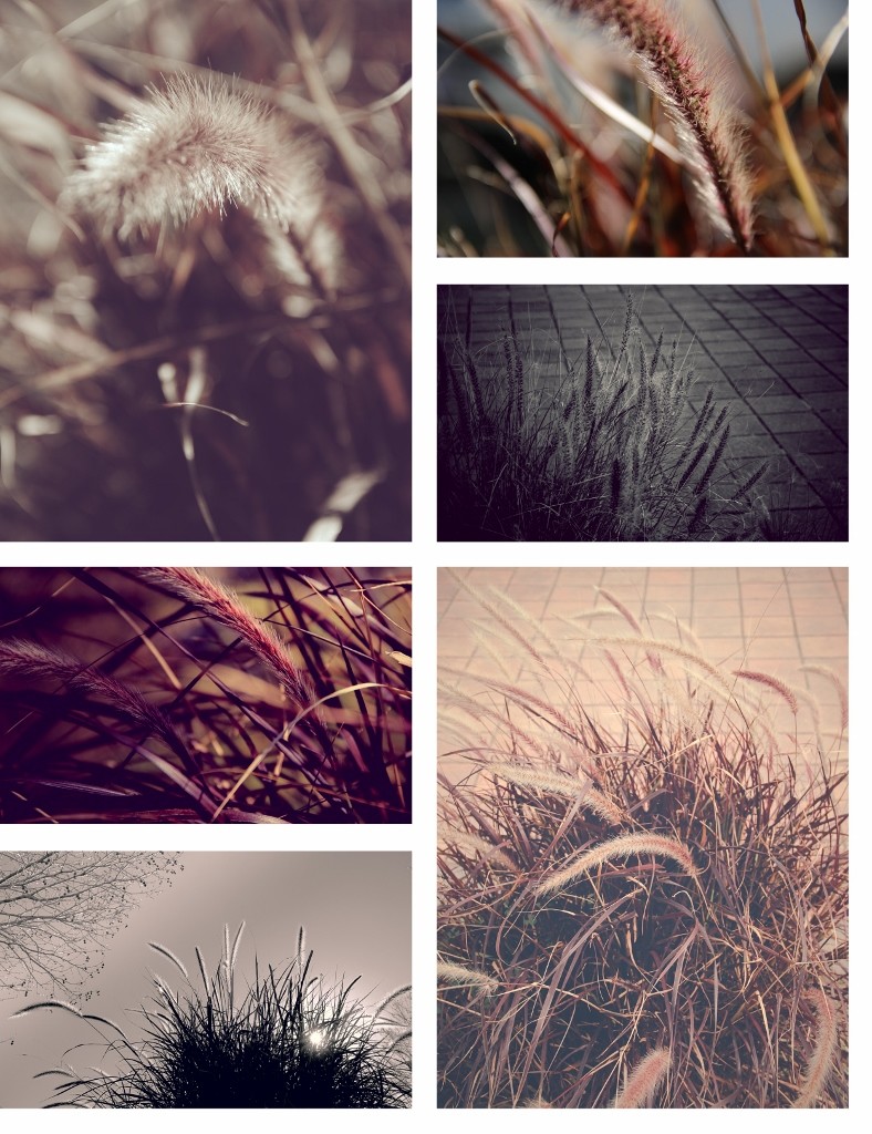 weed subiaco 1 (788x1024)