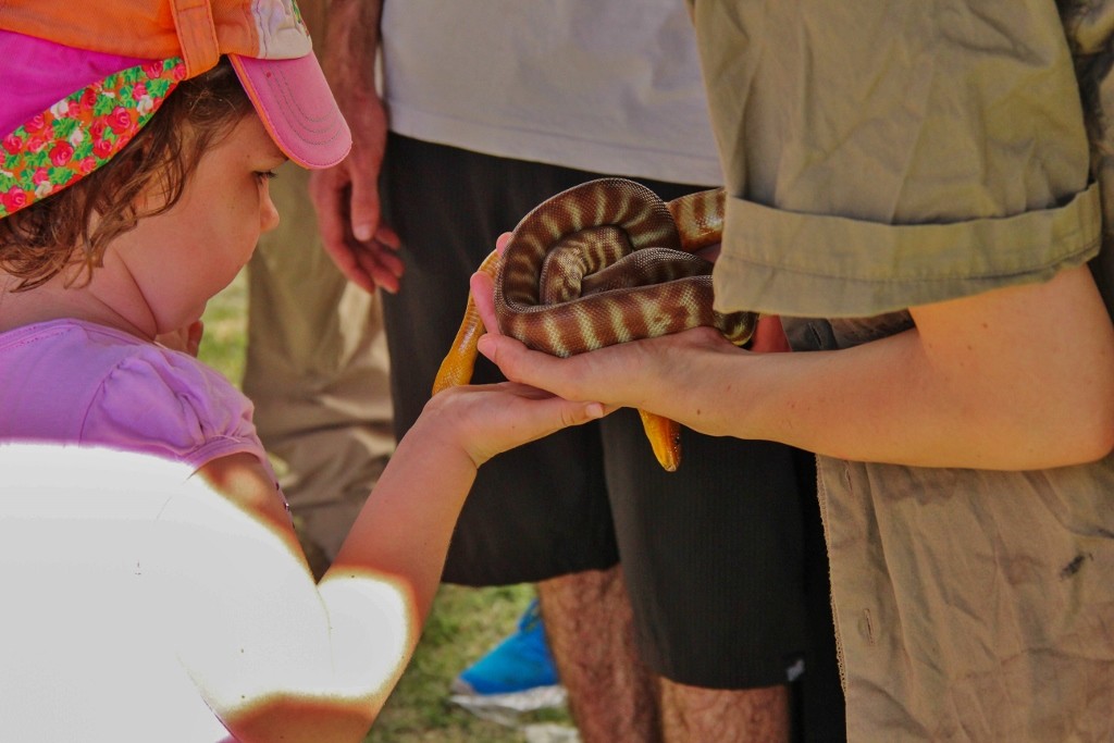 australia day snakes 9