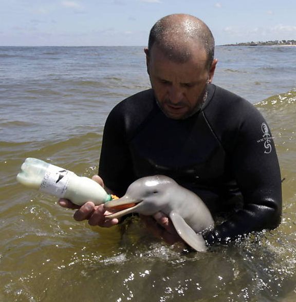 http://www.globalanimal.org/2011/10/18/exclusive-breaking-news-baby-dolphin-rescued-in-uruguay-gallery/55415/