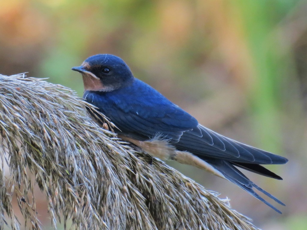 hirundo rustica 5