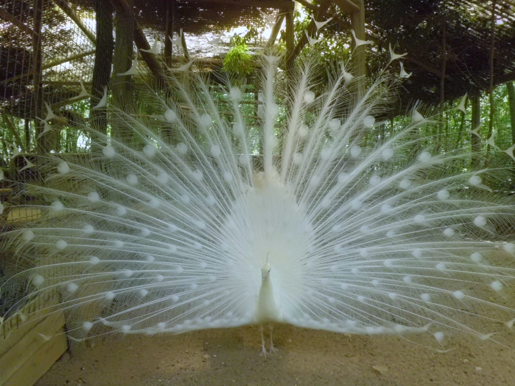 pavão 24.05.2015.JPG