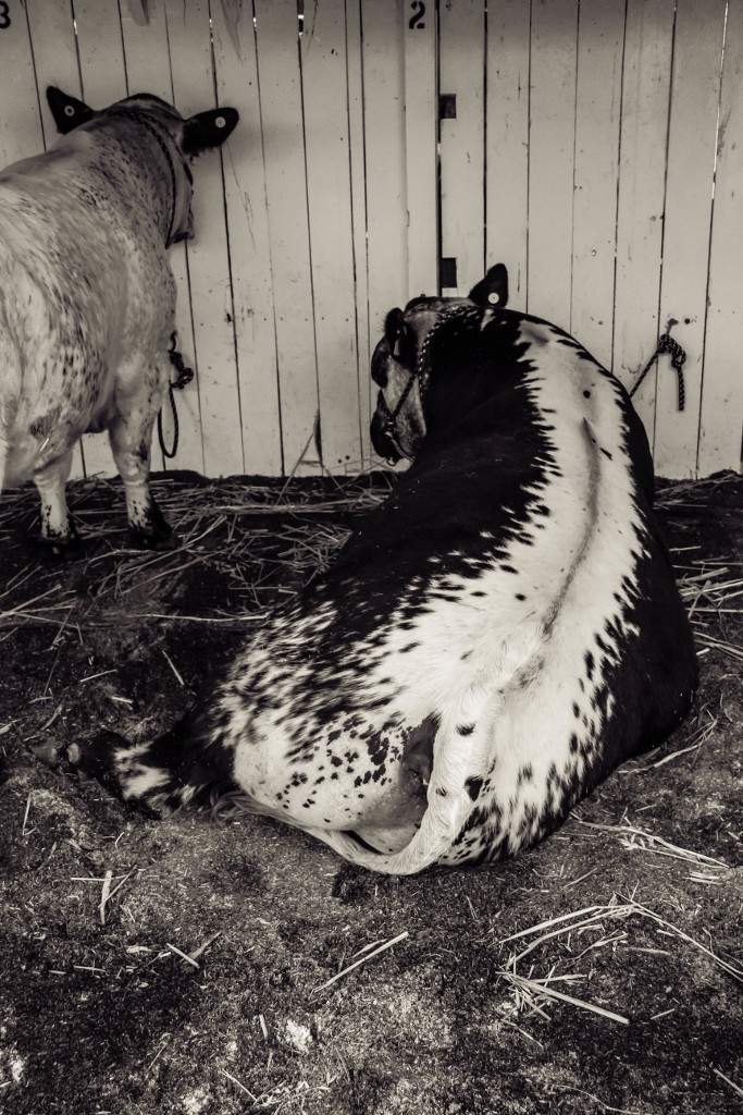 animals perth royal show a 16 (683x1024)