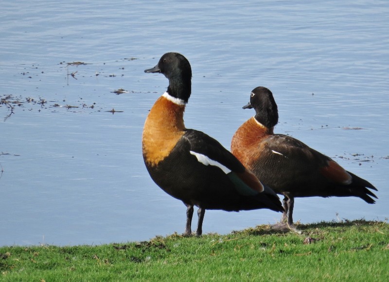 shelduck 3 (800x580)
