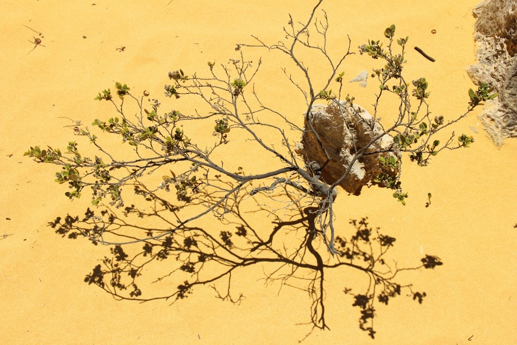 pinnacles desert a 10