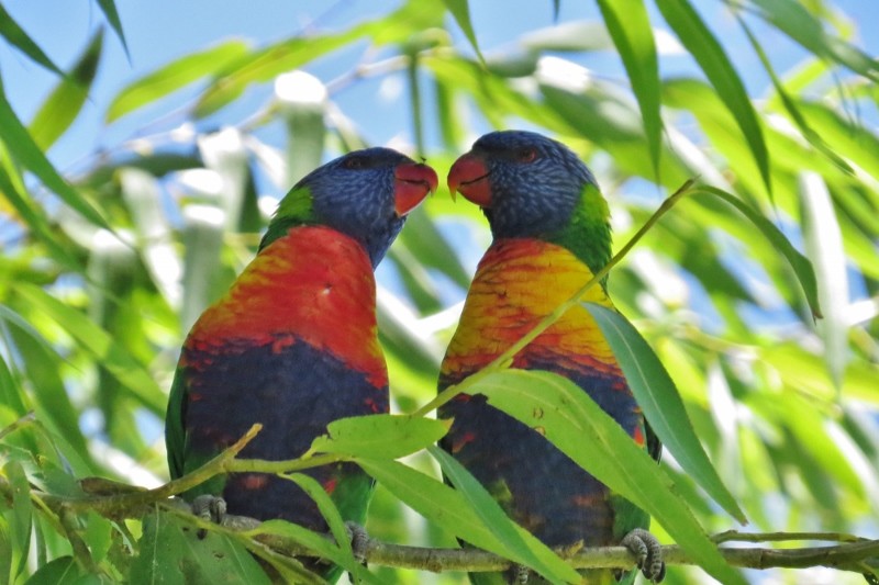 rainbow lorikeet a 14