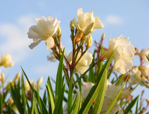 abraço de esperança