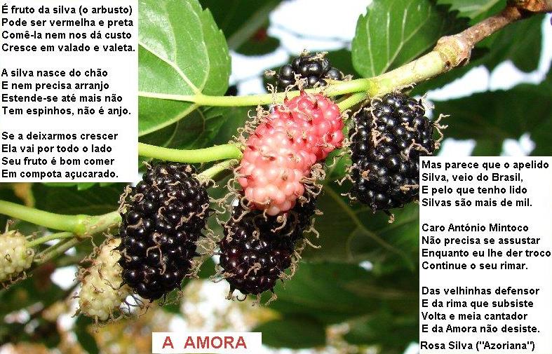 Imagem in http://pt.wikipedia.org/wiki/Ficheiro:Amora_fruto.jpg