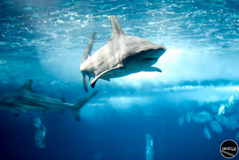 IMG_4576-2.jpg IMG_4576-2.jpg