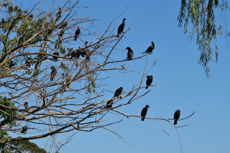 little black cormorant 4