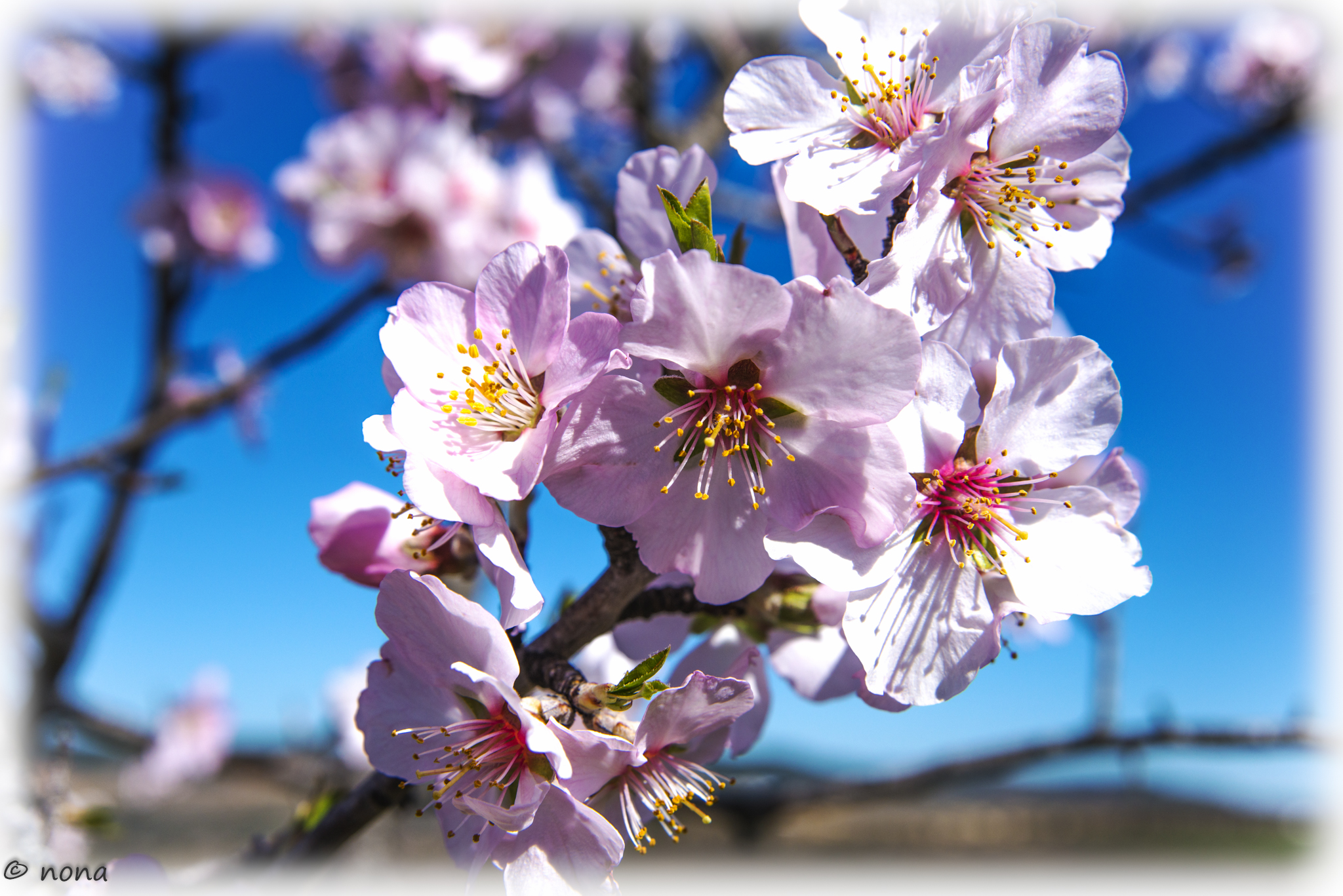 2015 - Rota das Amendoeiras (127).jpg