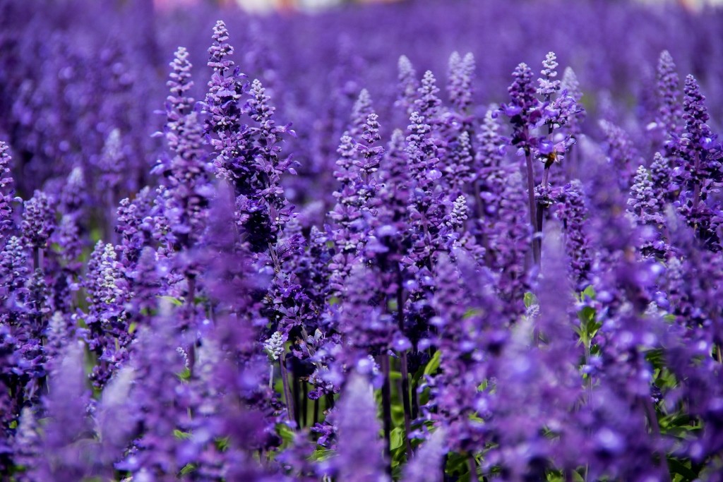 kings park perth 1 (1024x683)