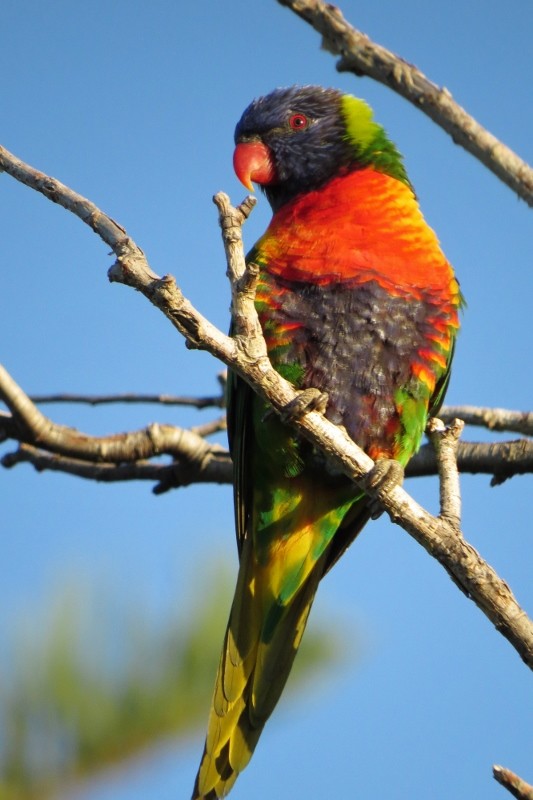 rainbow lorikeet a 10