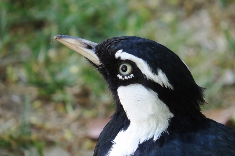 magpielark 1 (800x533)