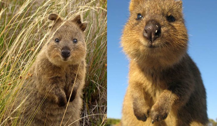quokka smiling