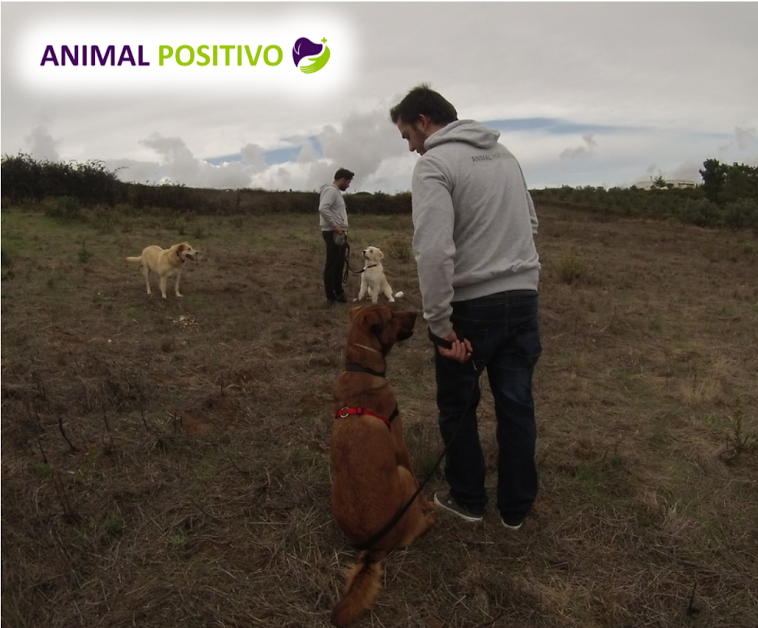 Mojito nas aulas 1.png