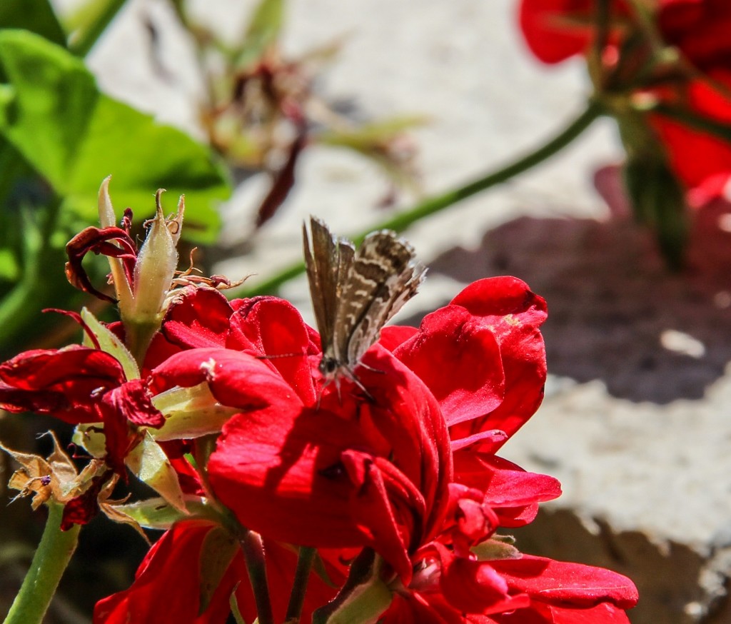 borboleta geranio 2