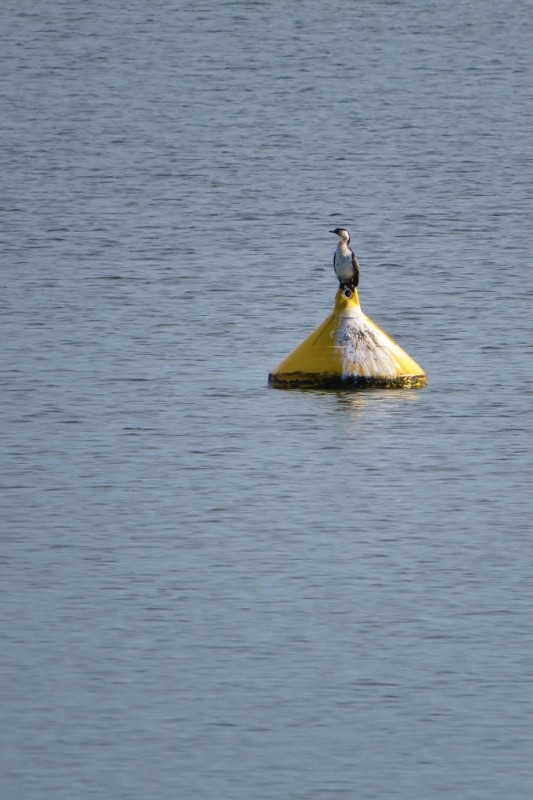 microcarbo melanoleucos 5 (533x800)