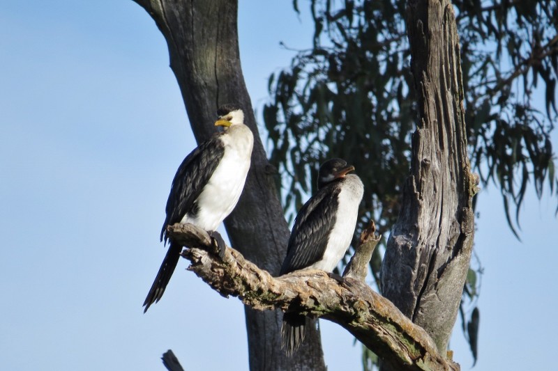 microcarbo melanoleucos a 11 (800x533)