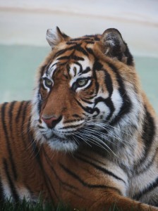 tigre
