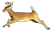 Cervo.gif Cervo.gif