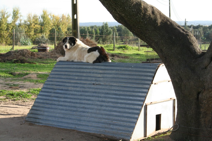 HerdadeFreixoMeio02 by HContadas