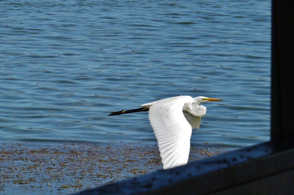 ardea alba a 12