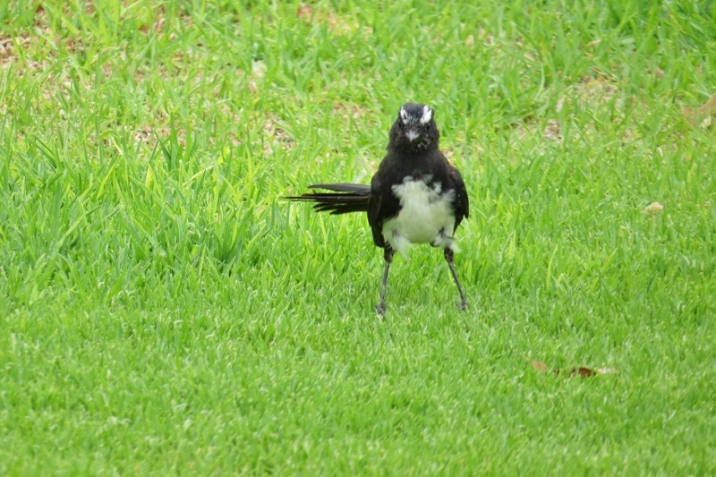 willie wagtail 5