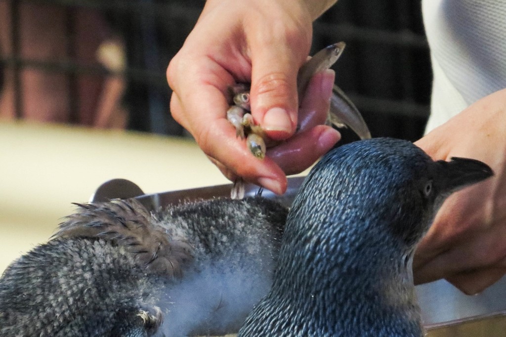 little penguin a 15 c