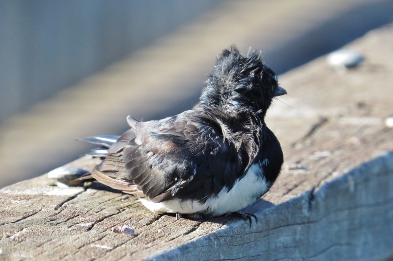 willie wagtail b 27